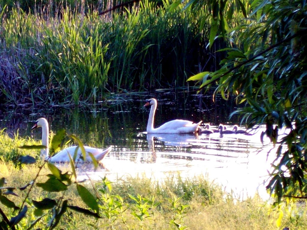 Swan Лебеди с лебедятами
