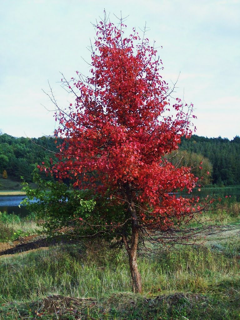 Грушинка оделась в осенний наряд  The pear in the autumn dress