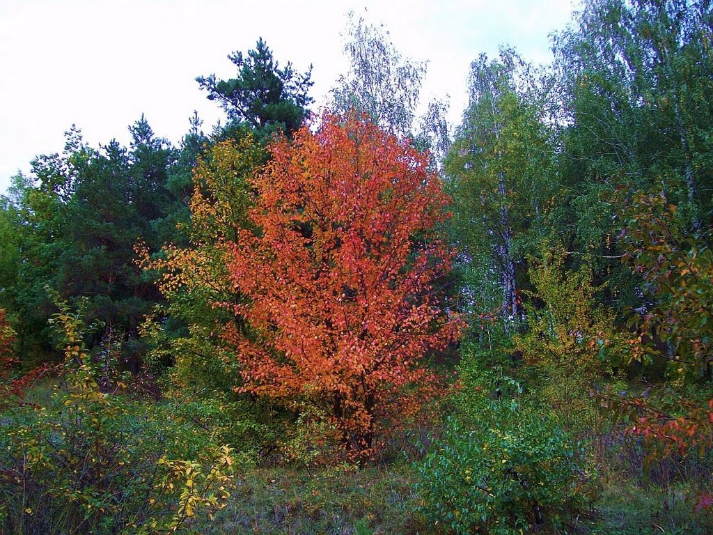 Окрасилась осень багрянцем  The autumn