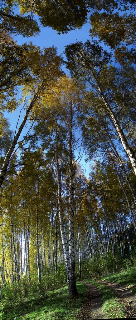 Берёзка октябрь 2010г.