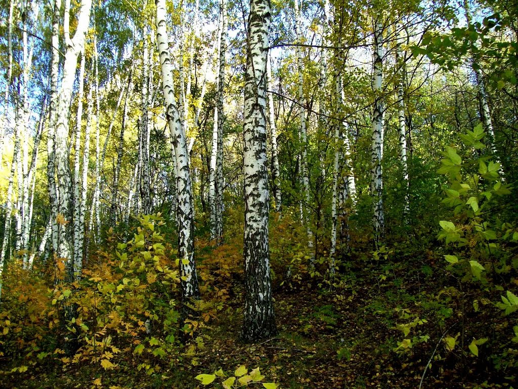 Берёзовая роща октябрь 2010