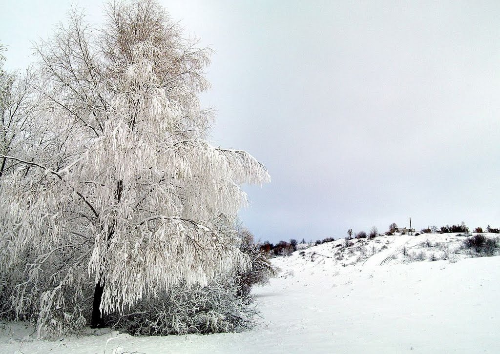 Берёза первый снег 2010г.
