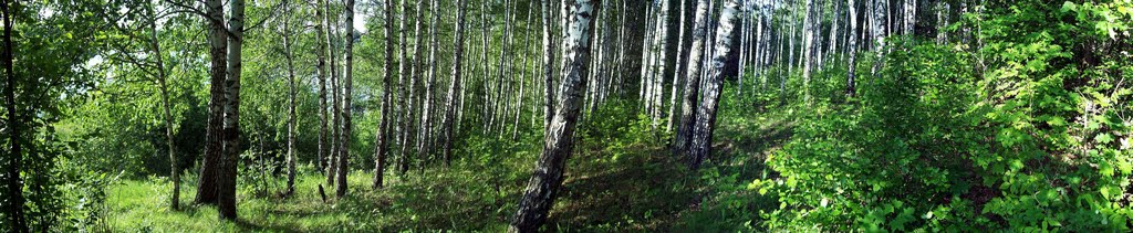 Берёзовая роща май 2010г.  Вirchwood