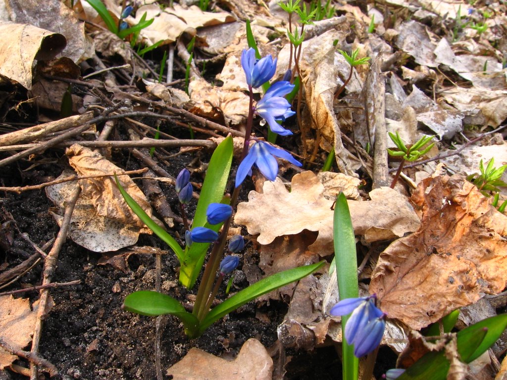 Flower(Lipetsk)