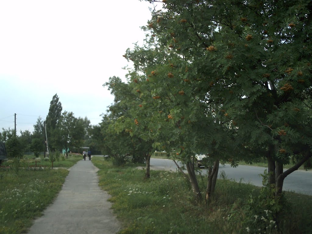 Рябины / Rowan