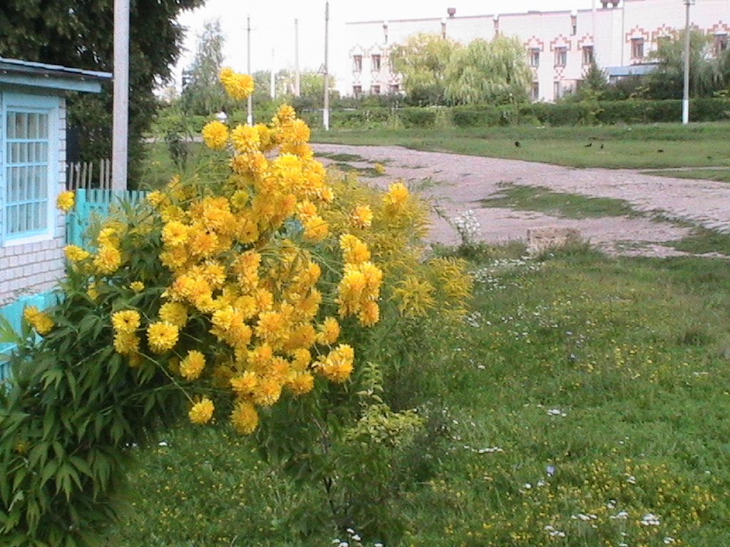 Золотые шары