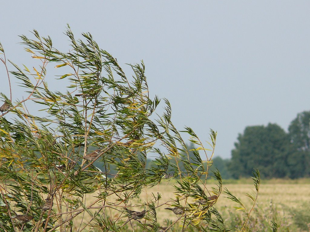 Wind