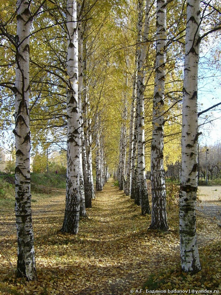 Волжск Осенняя аллея