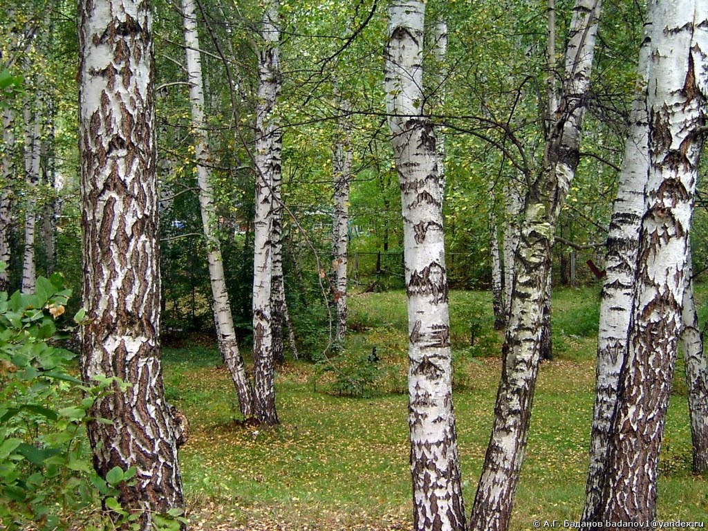 Городской парк. Волжск