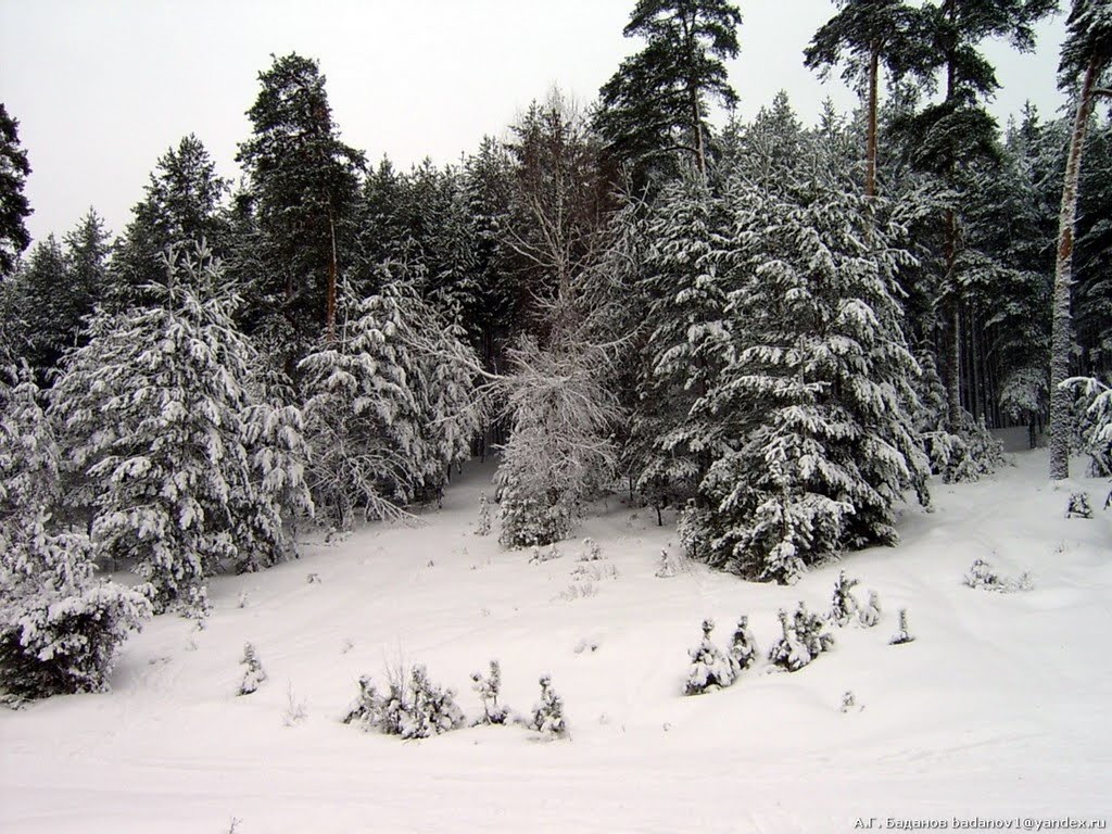 Опушка леса