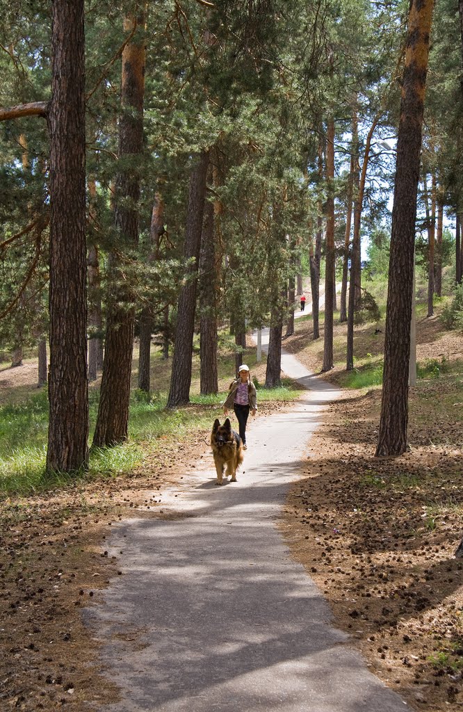 Footpath in the pine grove. Дорожка в сосновой роще.