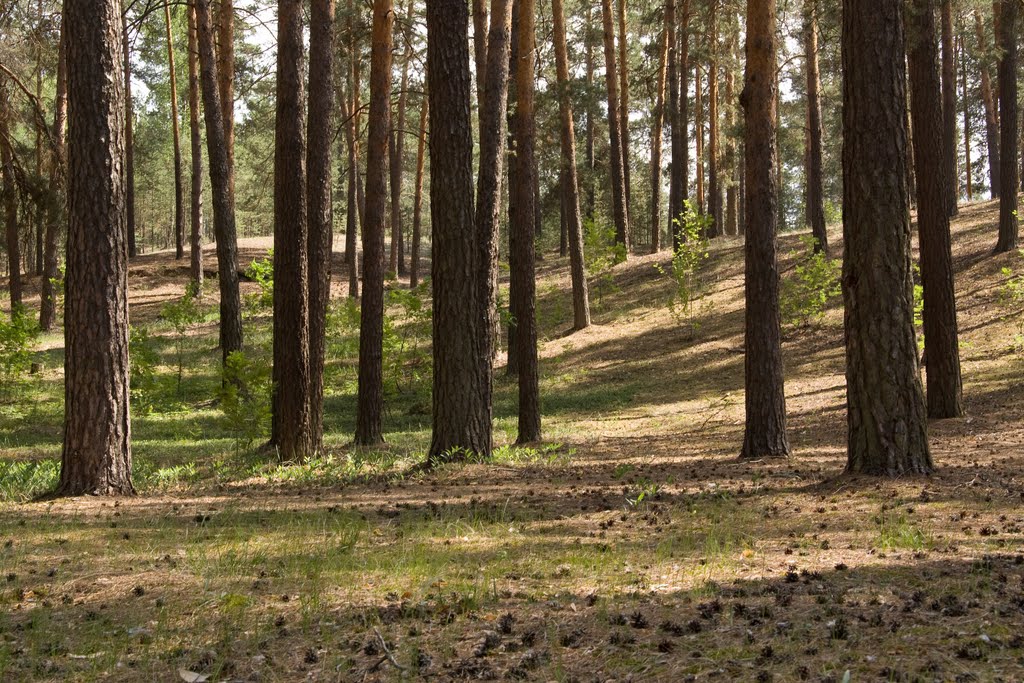 Pinewood. Сосновый лес.