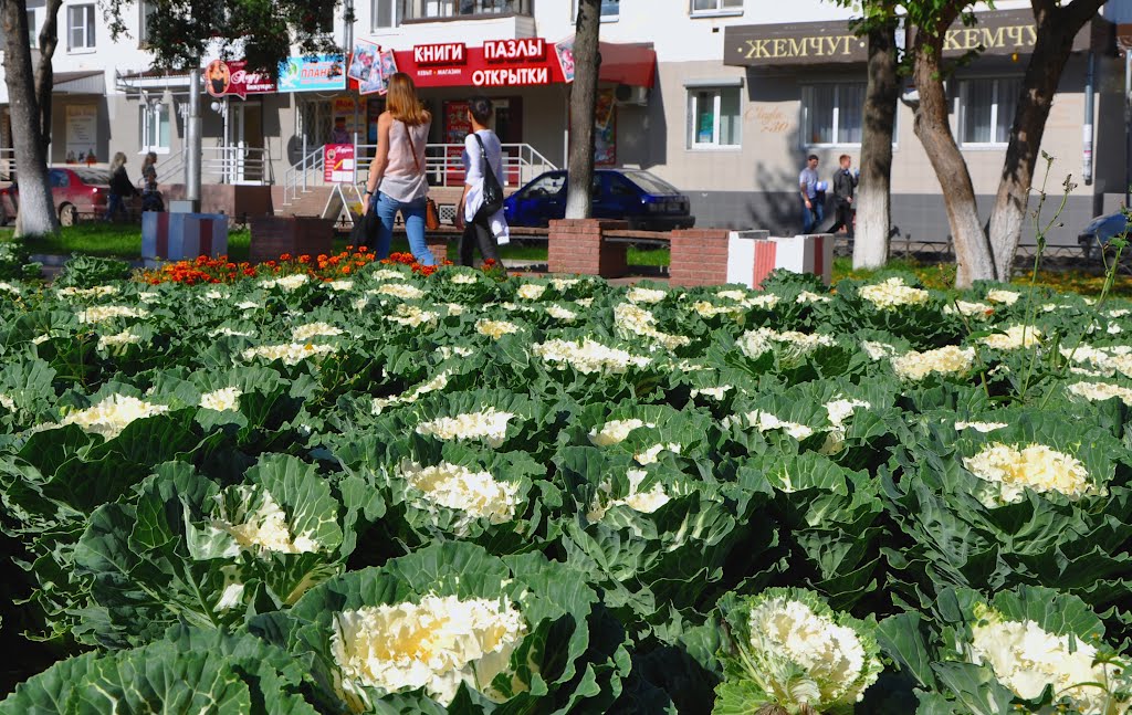 Урожай капусты поспевает на клумбах бульвара Чавайна. Йошкар-Ола.