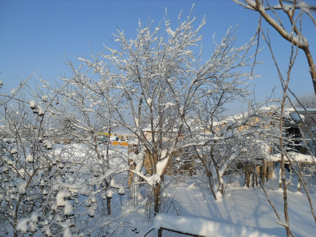 зимнее дерево//winter tree