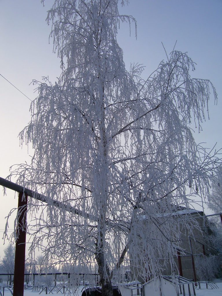 Заиндевелая береза