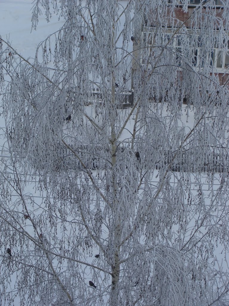 Снегири