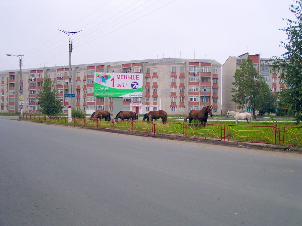 кони на газоне