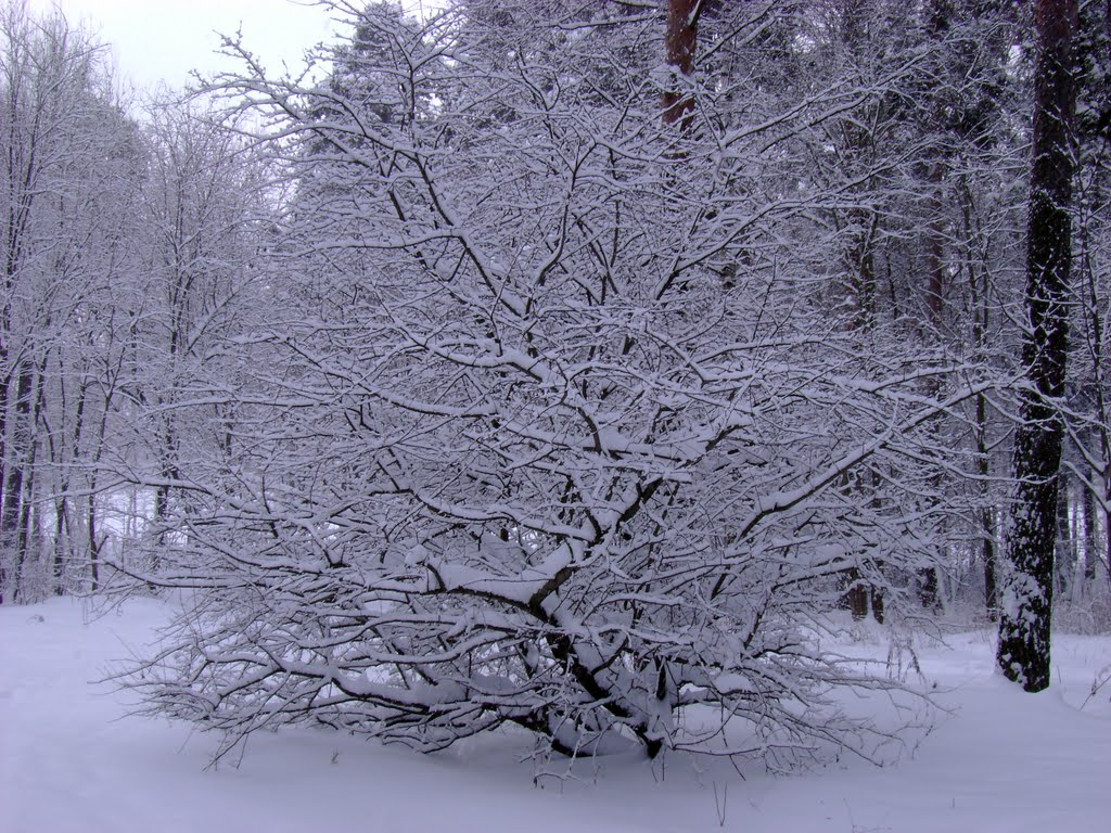 Зимний лес