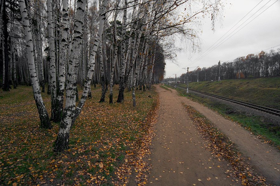 Комитетский лес