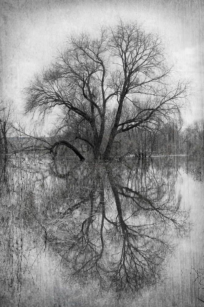 Tree on the Protva river
