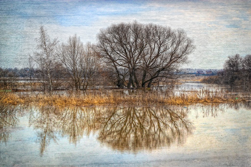 Trees and Protva river
