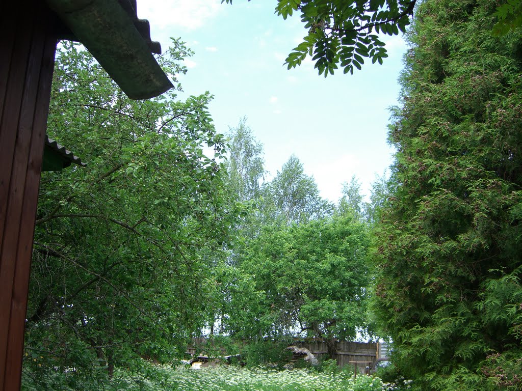 summer green color