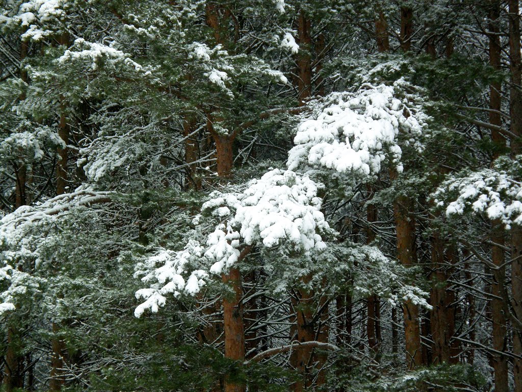 Лес.