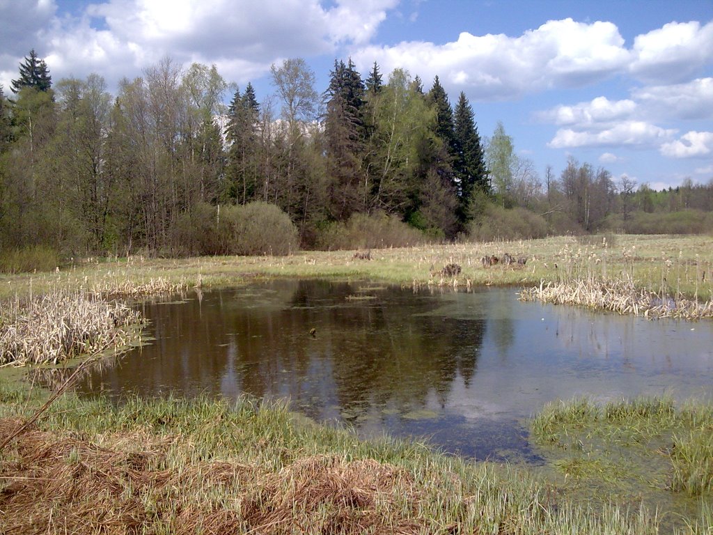 Весенний пруд на поле (pond on the field)