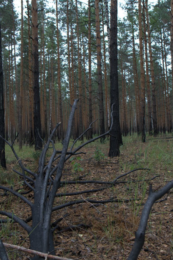 Лес через год после пожара.