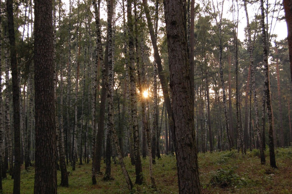 Вечером в парке (The evening in the park)