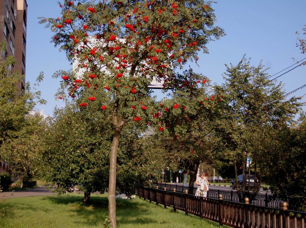 Рябина красная, рябина вызрела... / Red mountain-ash ripened