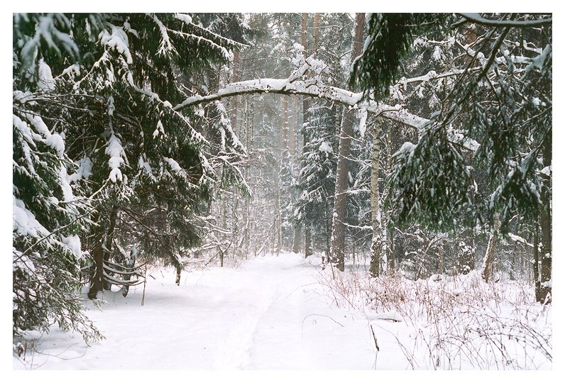 Winter forest near Balashikha