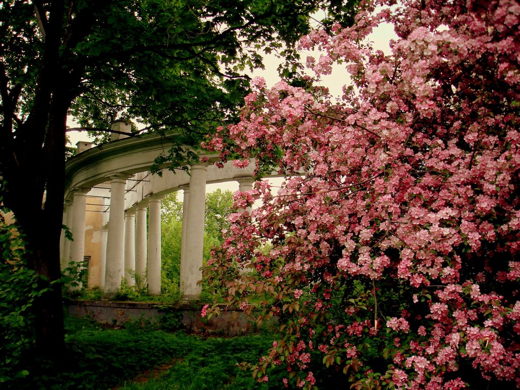 Колоннада в усадьбе князей Голицыных Пехра-Яковлевская (The colonnade of Pekhra-Yakovlevskoye Farmstead (the former estate of the Prince Golitsin)