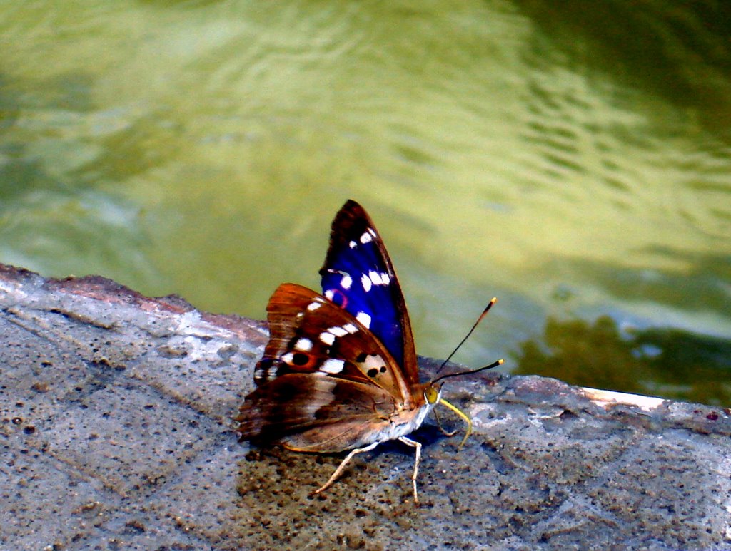 Бабочка у воды (Butterfly near water)