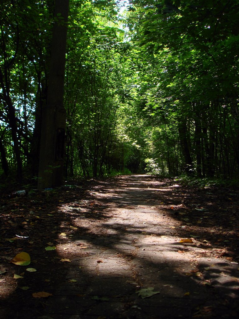 Балашиха. Солнечная тропинка в парке (Balashikha. Solar path in the park)