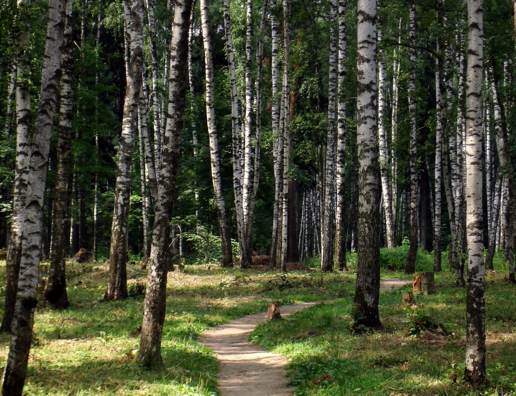 Березки в парке (The birches in the park)