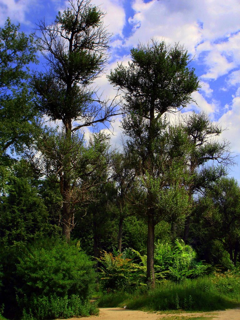 Флора нашего парка (The flora in our park)