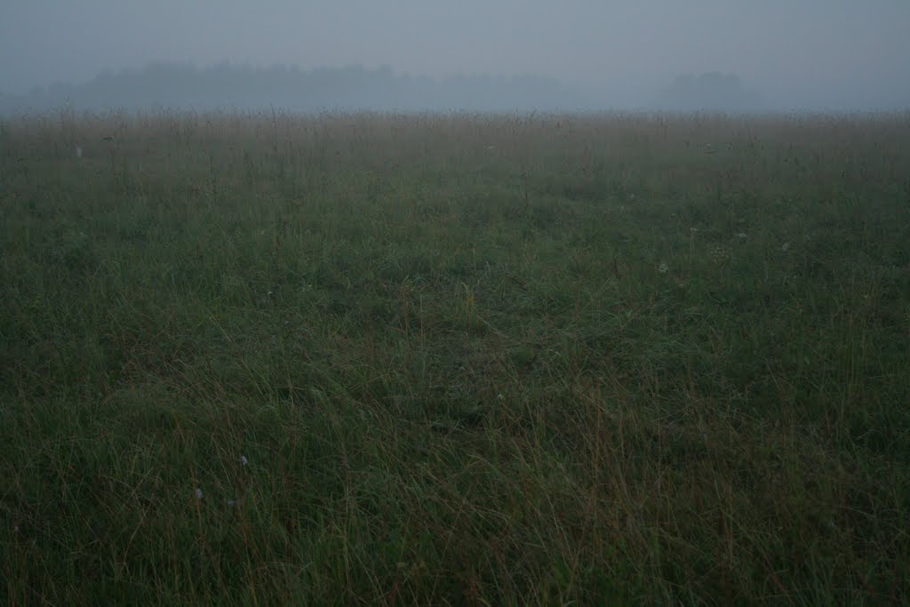 Foggy field