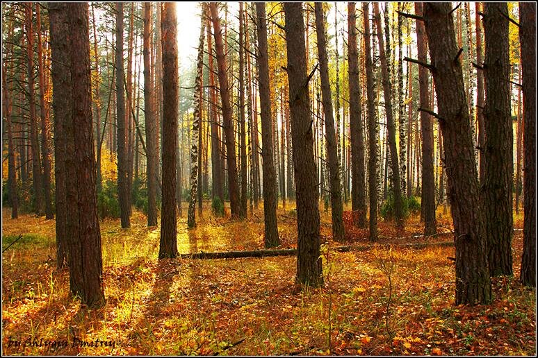 Осенний лес