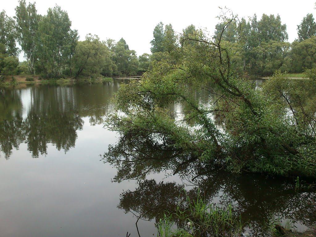 Лесной прудик