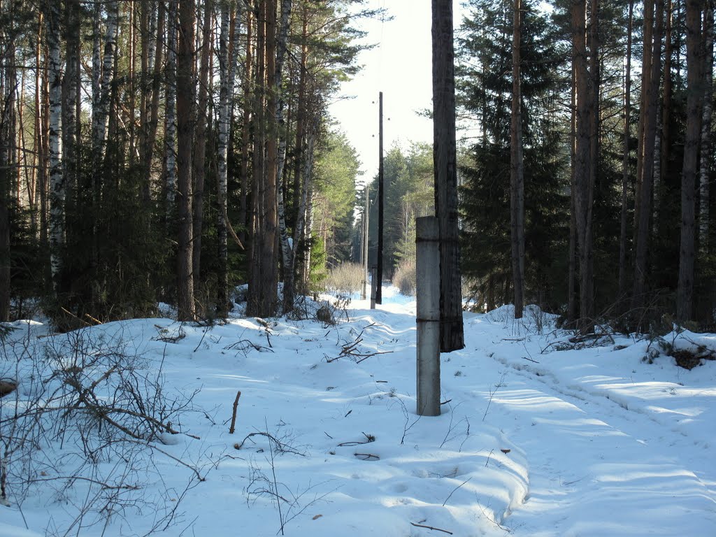 Лес (апрель)