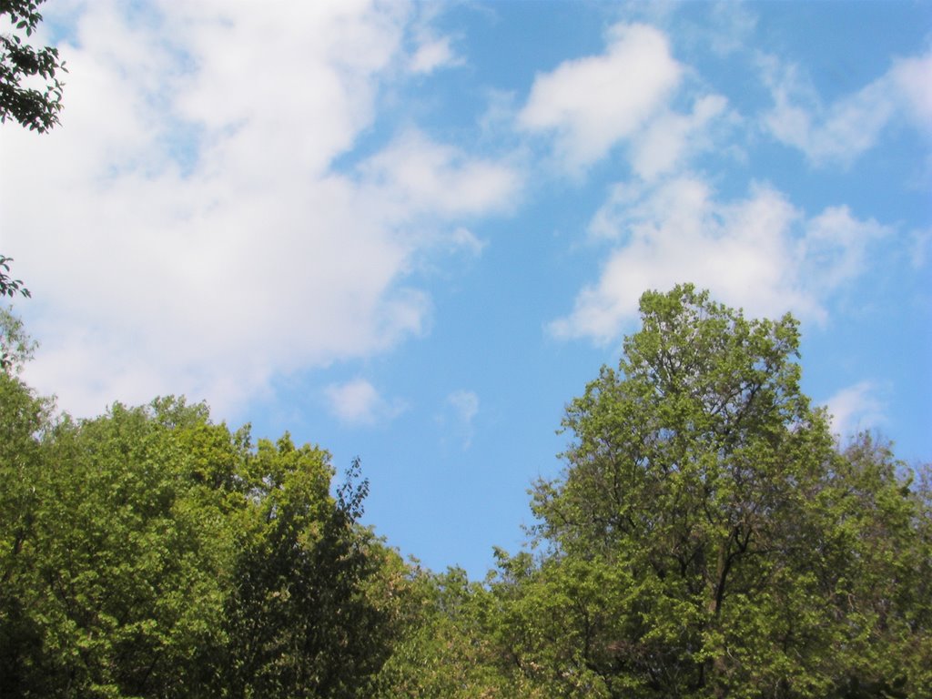 Top tree