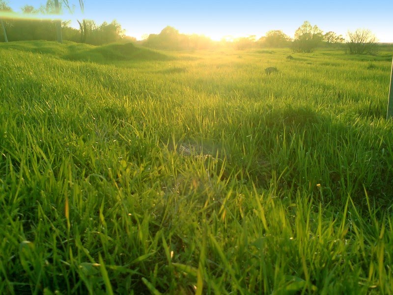 Fantasy grass