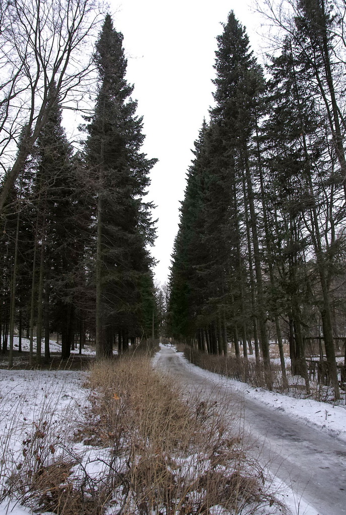 аллея в парке
