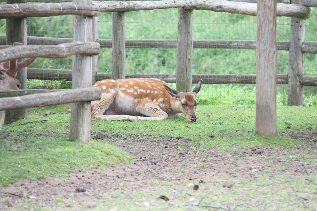 Rancho Prostokvashino