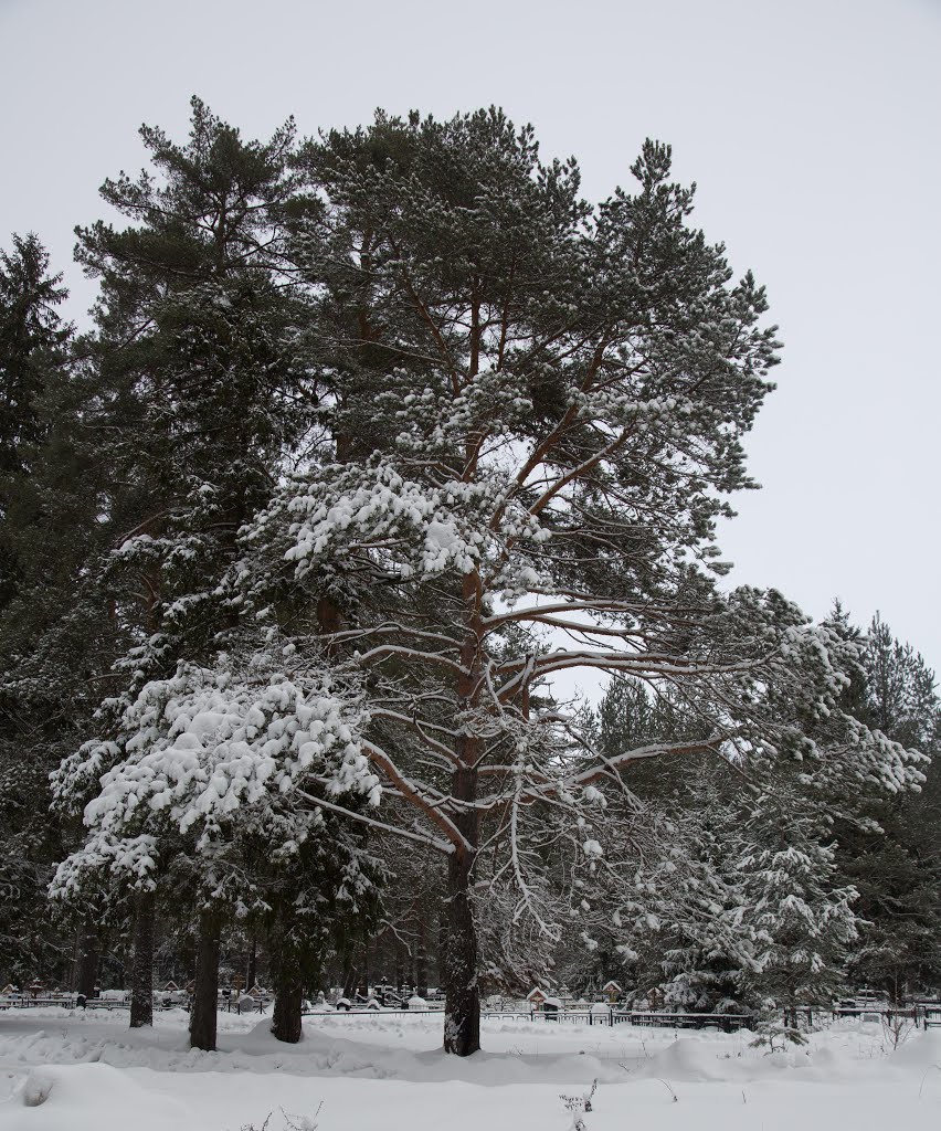 The winter forest  Зимний лес