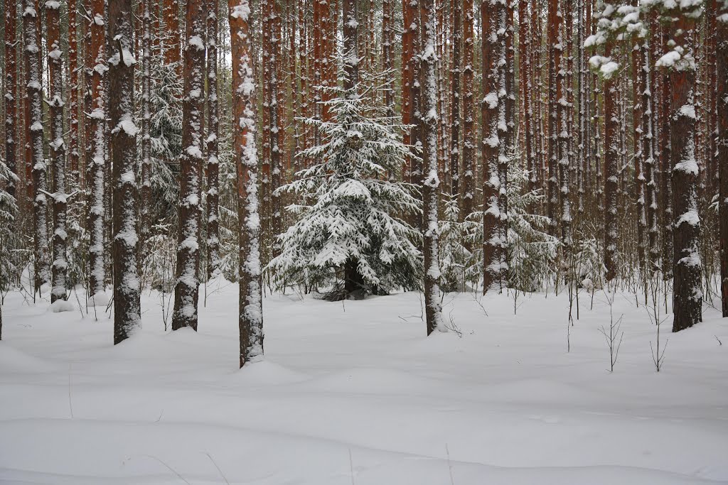 Pine forest  Сосновый лес