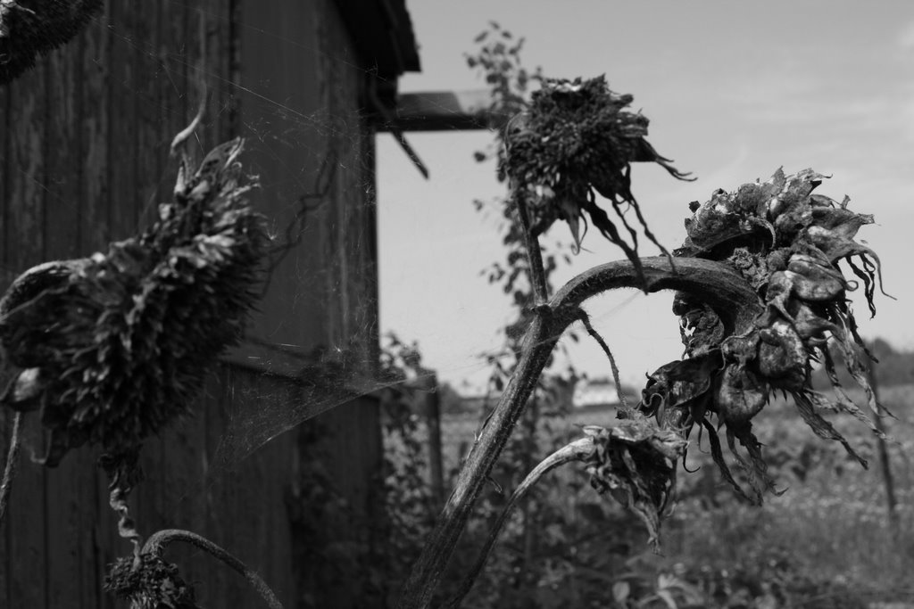 Dead Sunflower