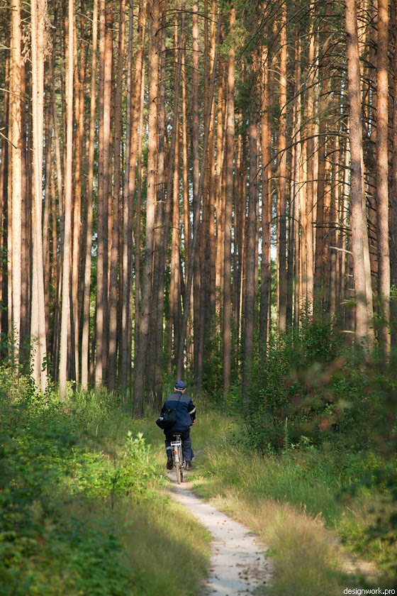At morning in a pine forest