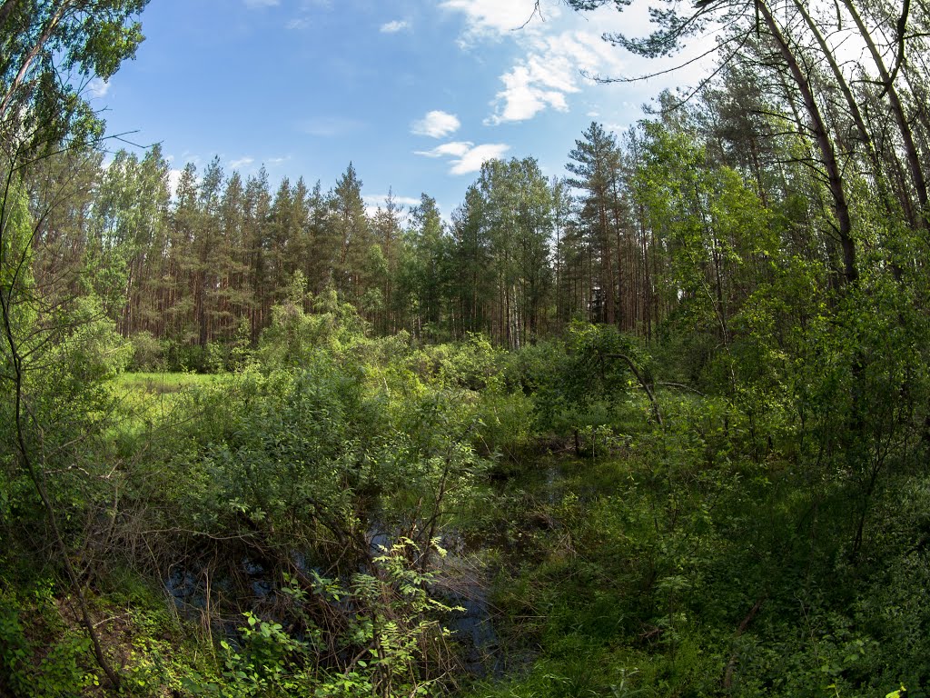заросший водоём